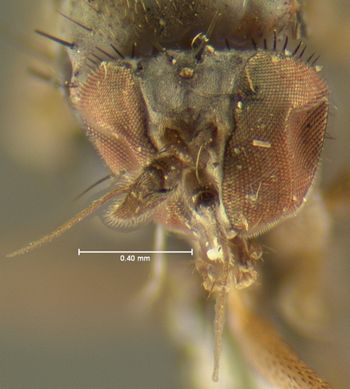 Media type: image;   Entomology 13019 Aspect: head frontal view